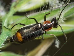 Axinotarsus pulicarius