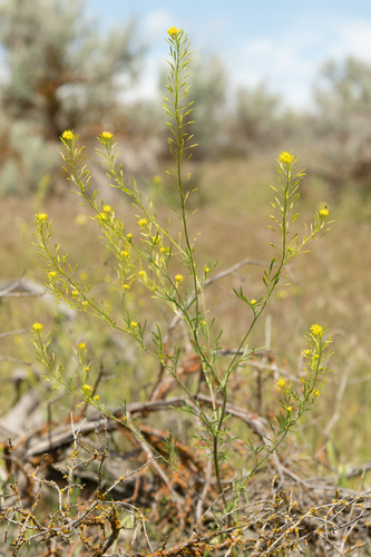 Nelson's Tansymustard (Descurainia nelsonii)