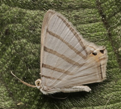 Phrygionis platinata