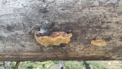 Amylocystis lapponica