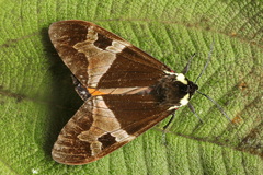 Dysschema panamensis