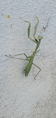 Stagmomantis domingensis