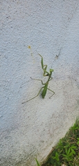 Stagmomantis domingensis