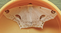 Sericoptera mahometaria