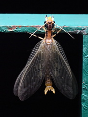 Neoneuromus orientalis