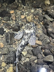 Cottus asper