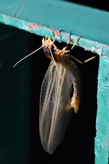 Neoneuromus orientalis