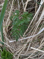Conioselinum