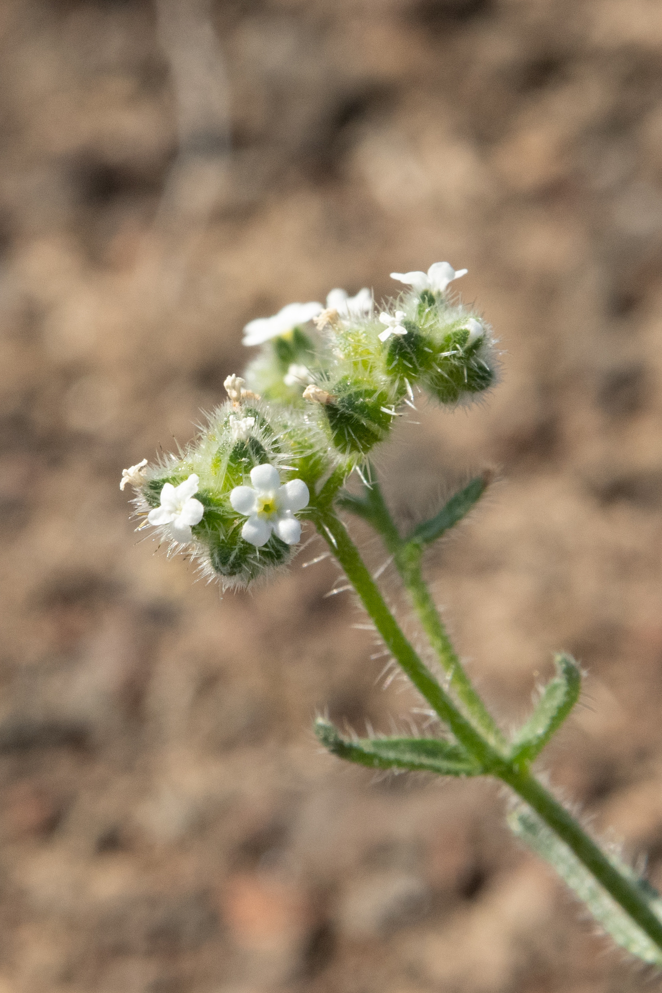 Cryptantha pterocarya