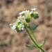 Wingnut Cryptantha - Photo (c) Josh Brooks, some rights reserved (CC BY-NC), uploaded by Josh Brooks