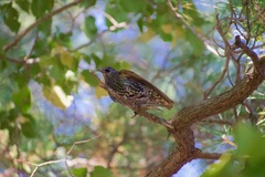 Sturnus vulgaris