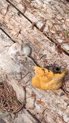 Amylocystis lapponica