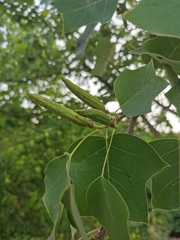 Liriodendron × sinoamericanum