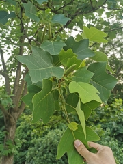 Liriodendron × sinoamericanum