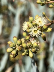 Eucalyptus largiflorens