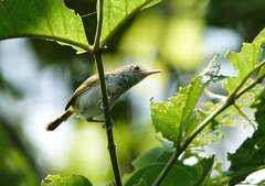 Orthotomus atrogularis