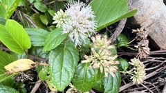 Eupatorium kiirunense