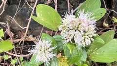 Eupatorium kiirunense