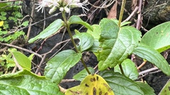 Eupatorium kiirunense