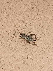 Eumodicogryllus