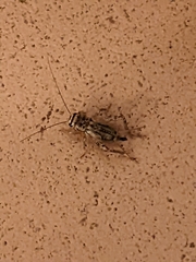 Eumodicogryllus