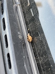 Harmonia axyridis