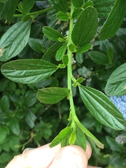 Ceanothus thyrsiflorus thyrsiflorus