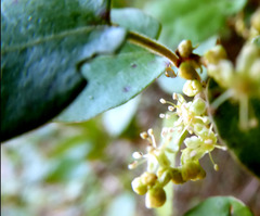 Muehlenbeckia complexa grandifolia