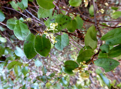 Muehlenbeckia complexa grandifolia
