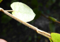 Muehlenbeckia complexa grandifolia