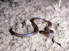 Atractus trilineatus
