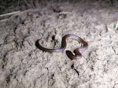 Atractus trilineatus