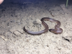 Atractus trilineatus