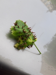 Phylloxera spinosa