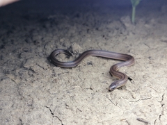 Atractus trilineatus