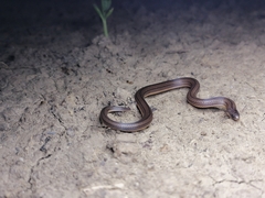 Atractus trilineatus
