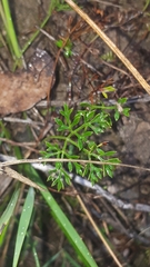 Xanthosia dissecta