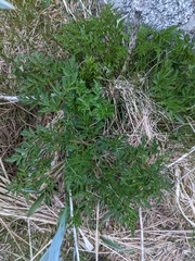 Conioselinum