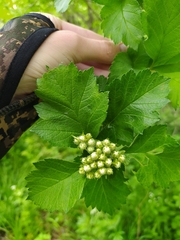 Crataegus maximowiczii