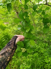 Crataegus maximowiczii