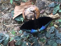 Lexias dirtea merguia