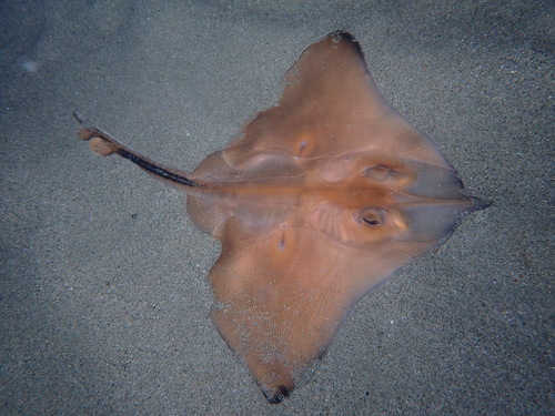 White skate (Rostroraja alba) — Rajidae