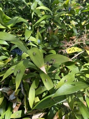 Ruscus