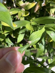 Ruscus
