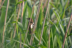 Acrocephalus bistrigiceps
