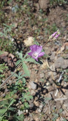 Sidalcea glaucescens