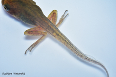 Polypedates megacephalus