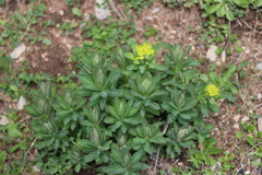 Euphorbia austriaca