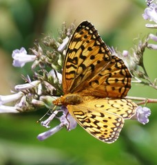 Speyeria coronis coronis