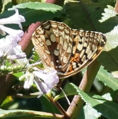 Speyeria coronis coronis